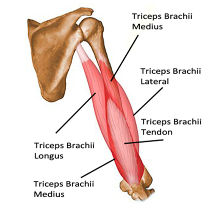 Triceps Exercises You Can Do At Home