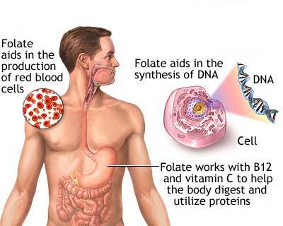 folic acid deficiency anaemia