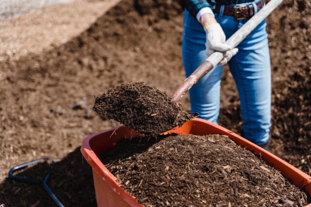 Person shoveling compost out of a wheelbarrow.