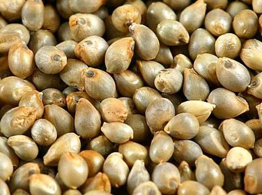 Bajra-grains healthier than wheat