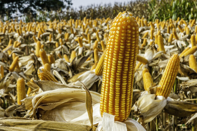 Field of corn on the cob amidst dry husks