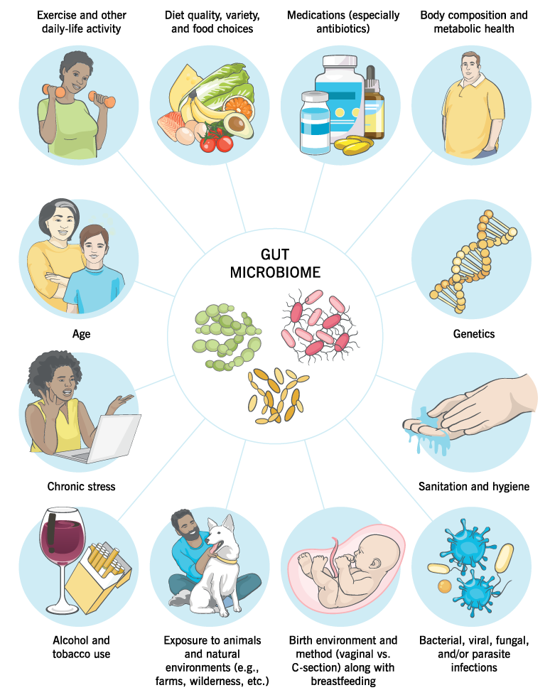The gut microbiome, and a variety of factors that can influence it. For example: genetics, age, body composition, diet quality, stress, illness and medication history, exposure to animals, hygiene, etc.