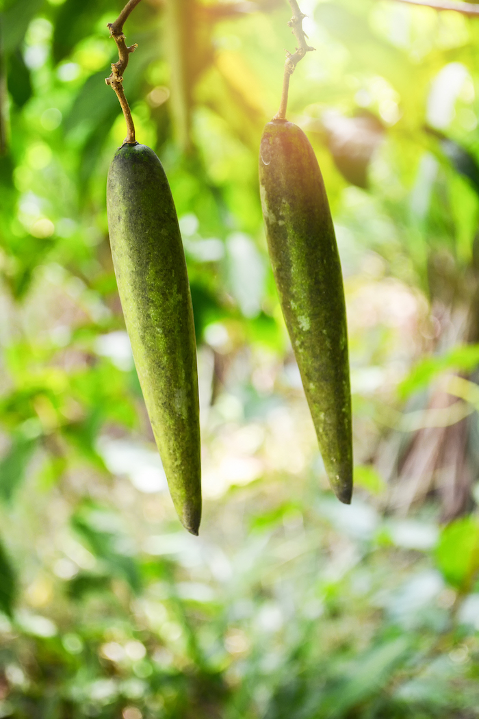 Gymnema sylvestre plant | sugar craving pills