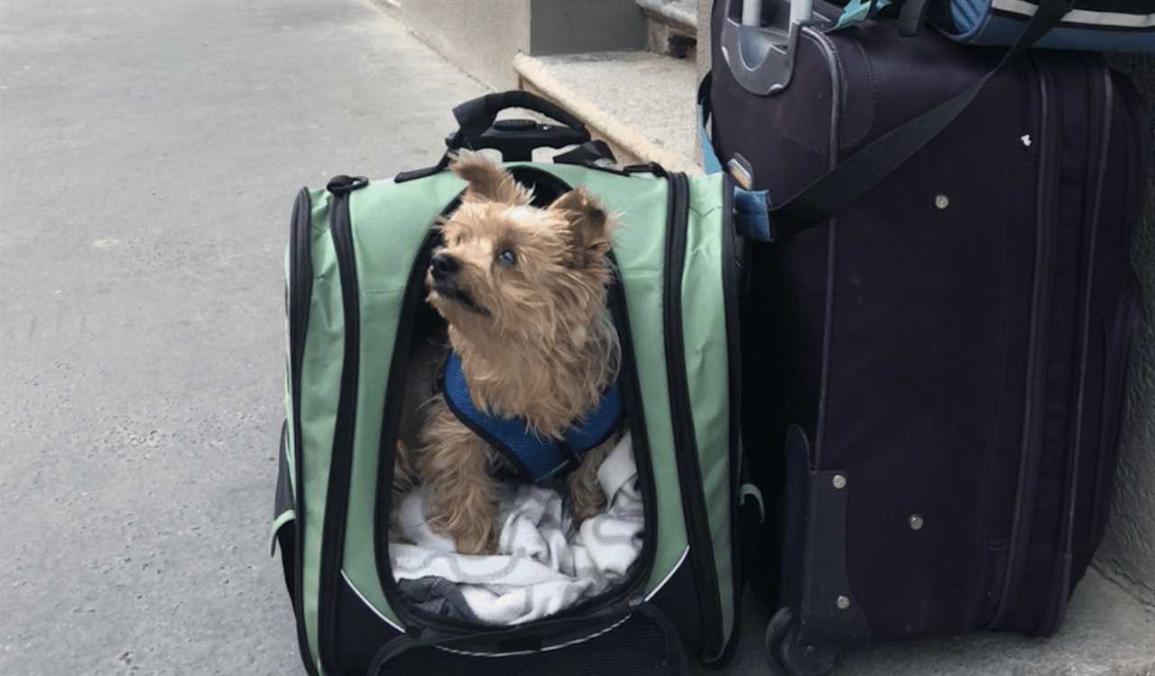 A small dog traveling in a dog travel carrier