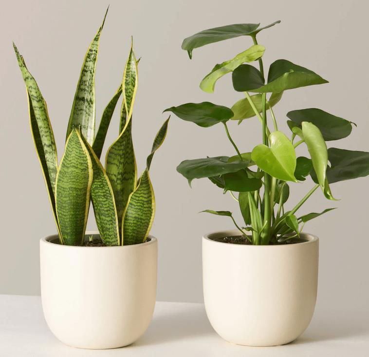 self care gifts plants