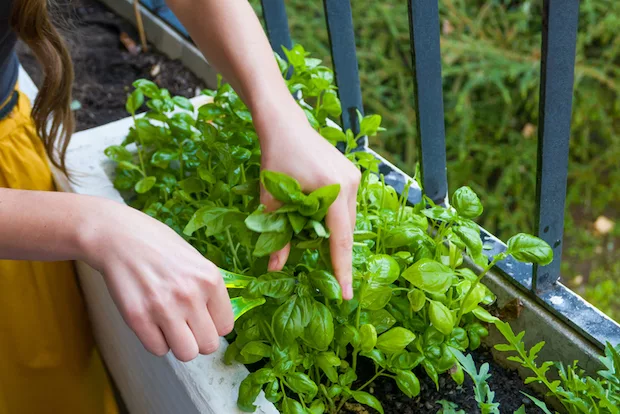 Woman cutting fresh herbs from her garden to store in her fridge