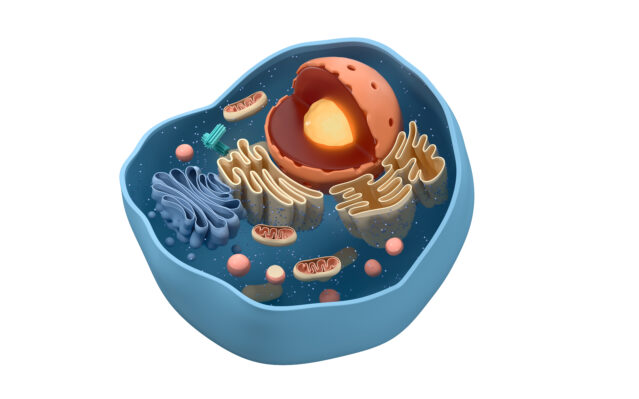 Internal structure of an animal cell, 3d rendering.
