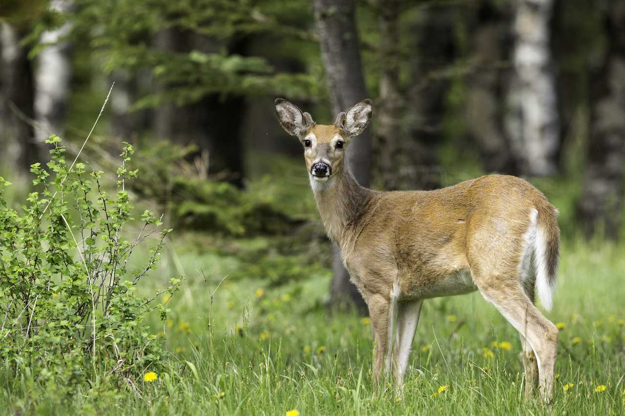 Adult White-tailed deer, Odocoileus virginianus, in Cypress Hills Interprovincial Park
