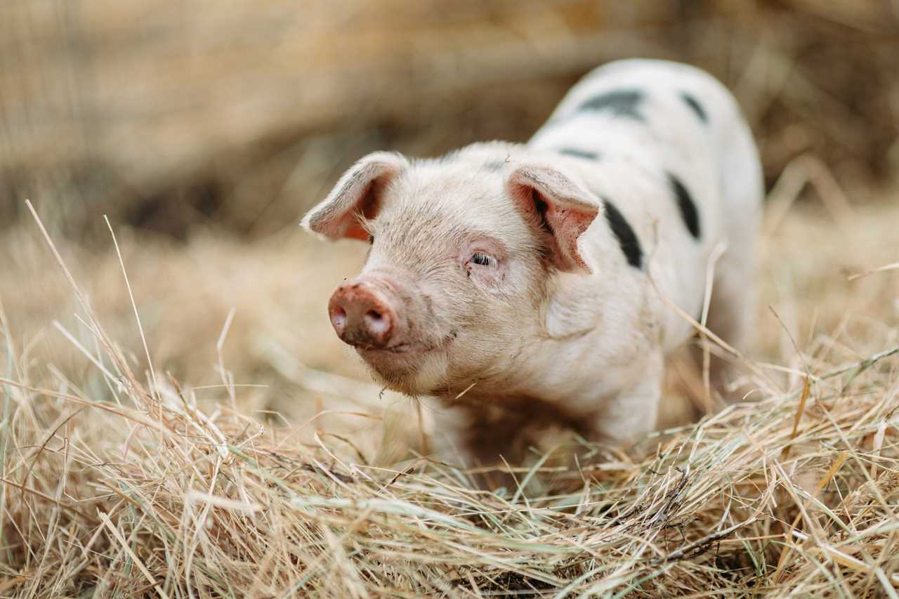 Cute Baby Pig Close Up At Organic Farm