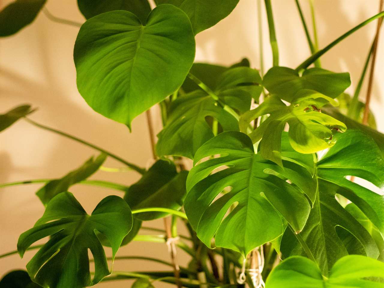 Monstera plant