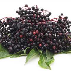 Elderberry, the All-Natural Immune-Boosting Superfood