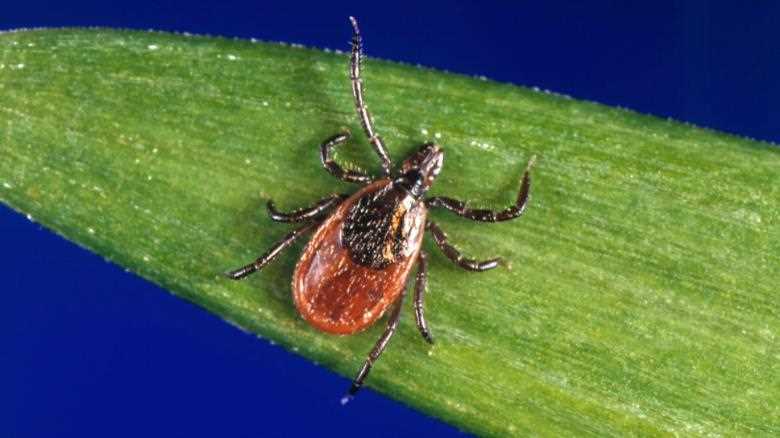 The number of cases of Lyme disease in the U.S. increased by almost 70%