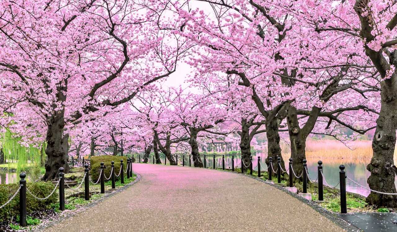 A narrow path lined by beautiful cherry blossoms in Japan