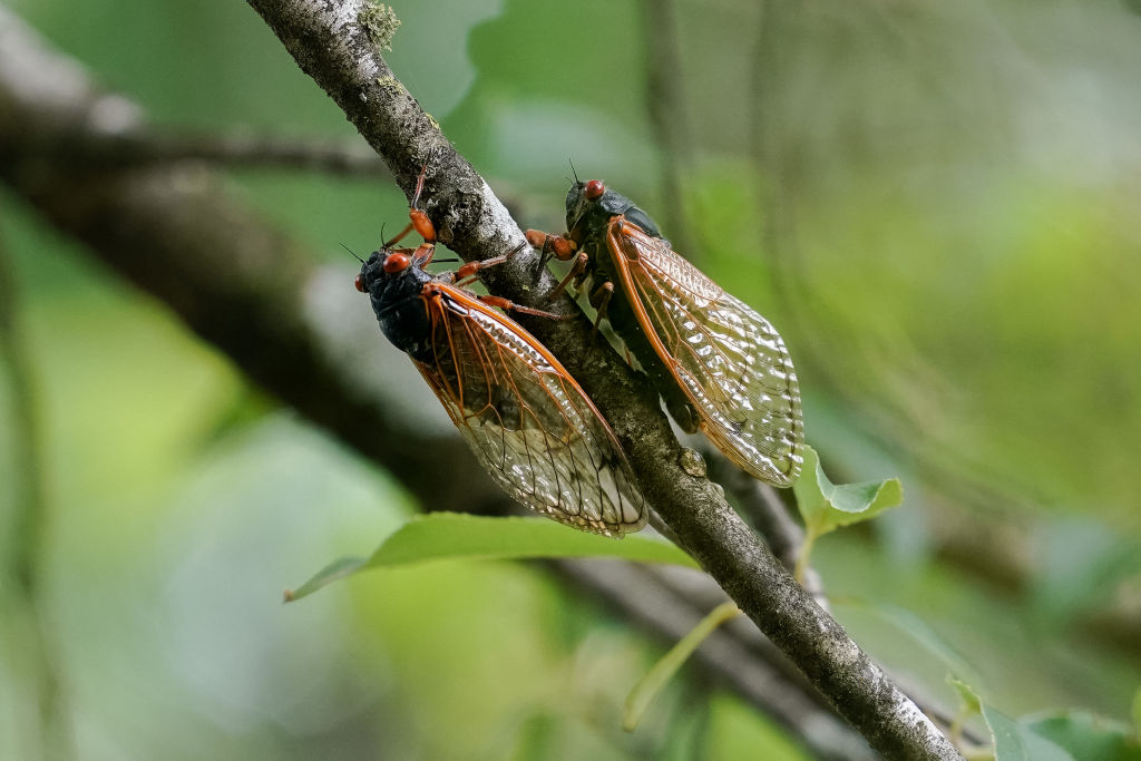 US-ENVIRONMENT-ANIMAL-CICADAS