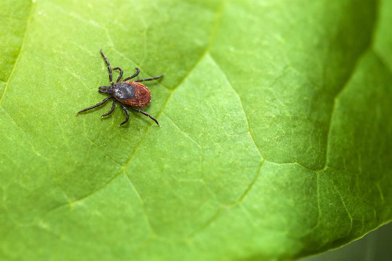 tick-on-leaf