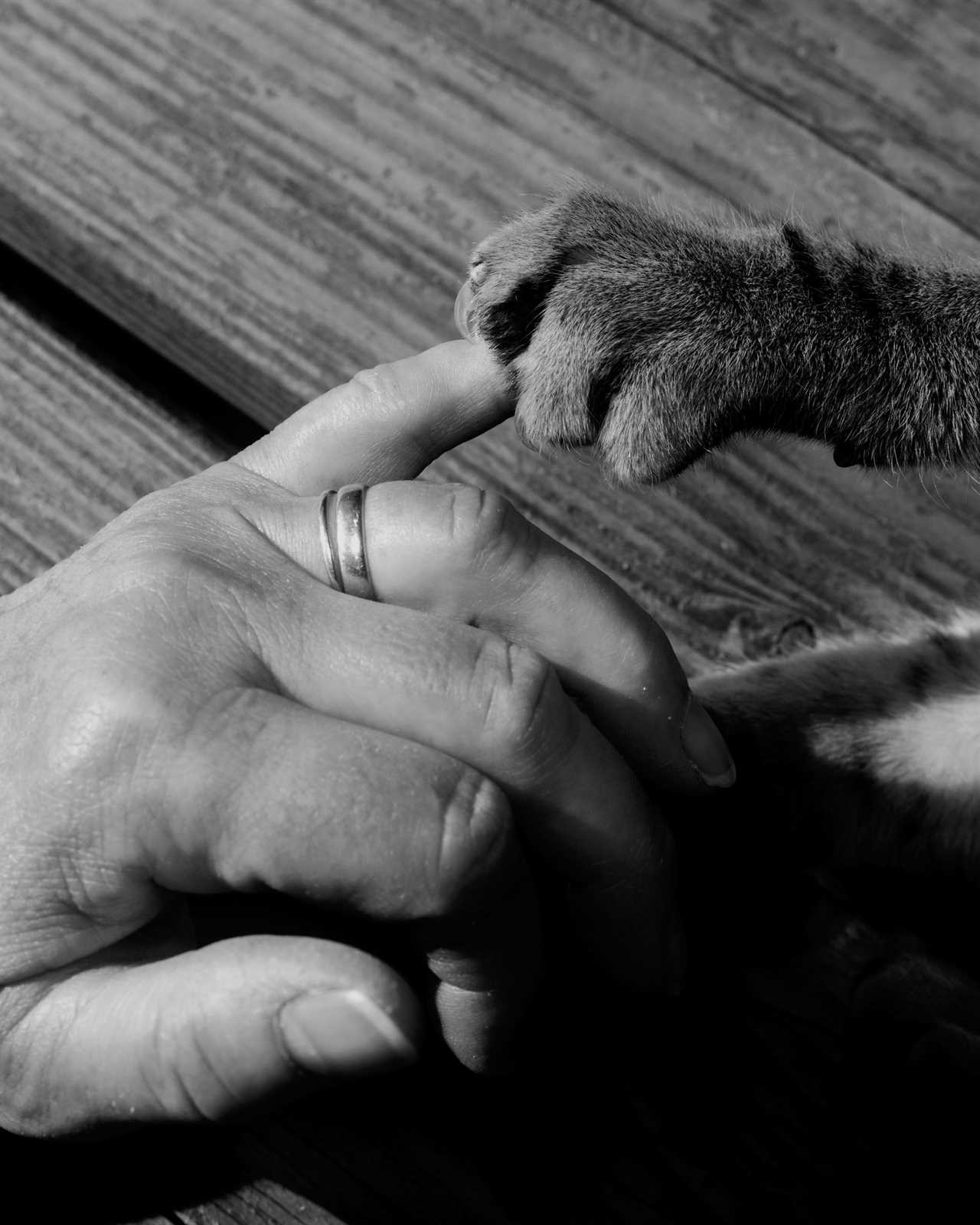 Human hand and cat paw