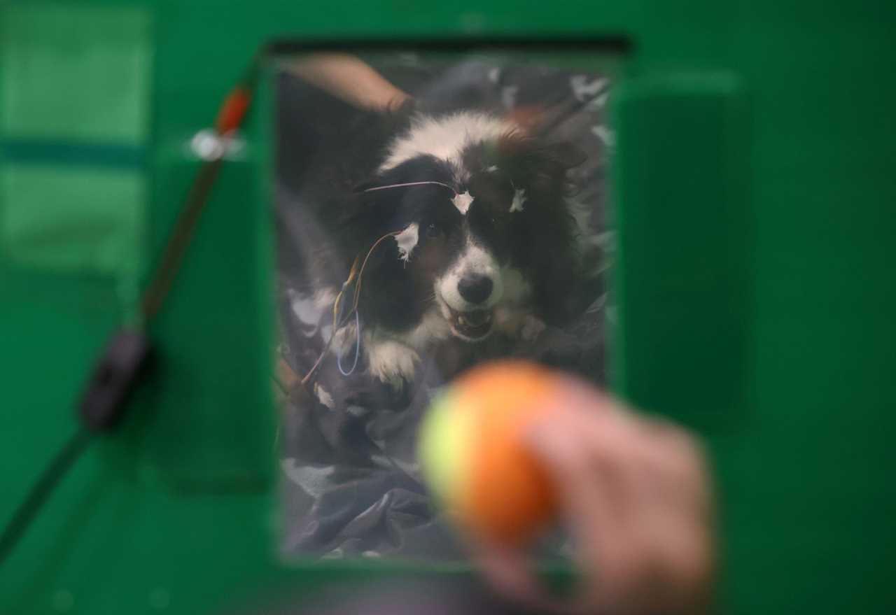 Rohan looks on as her owner Paula Perez holds a ball during a test at the Eotvos Lorand University in Budapest