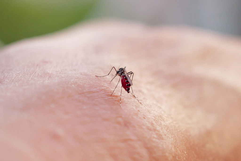 FRANCE-ENVIRONMENT-NATURE-MOSQUITO