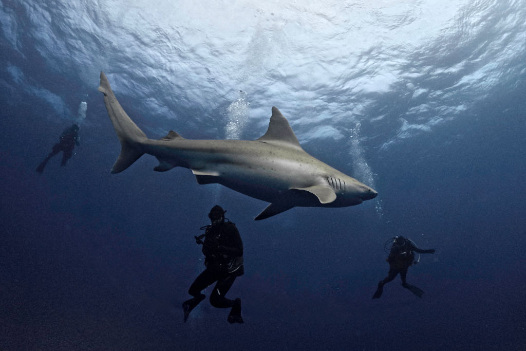 TOPSHOT-US-WILDLIFE-SHARKS-OCEAN-FLORIDA