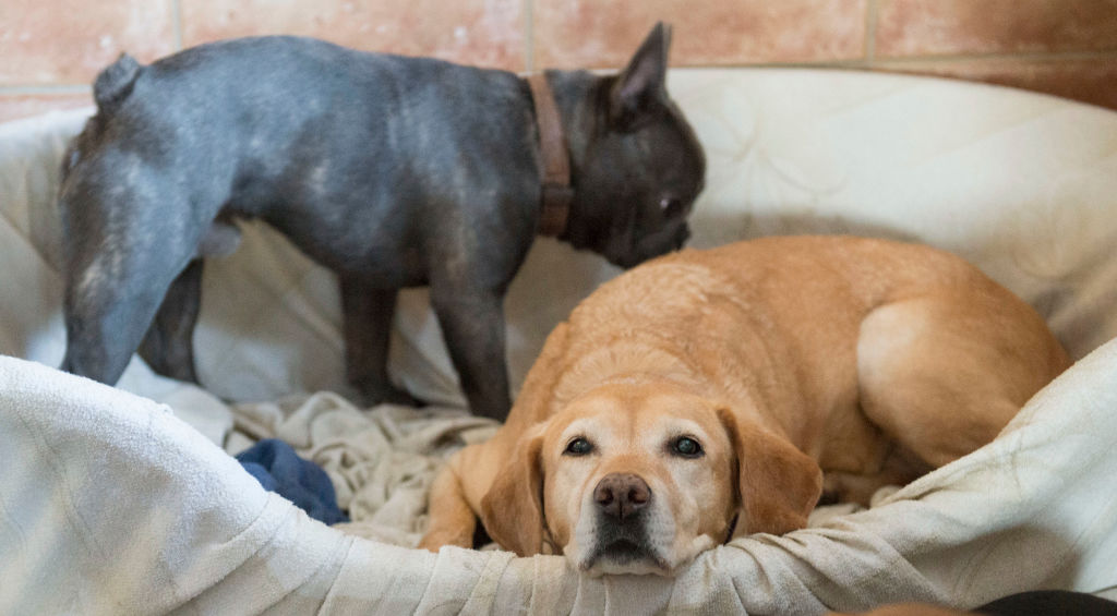 GERMANY-ANIMALS-DOGS-HOTEL-WEATHER