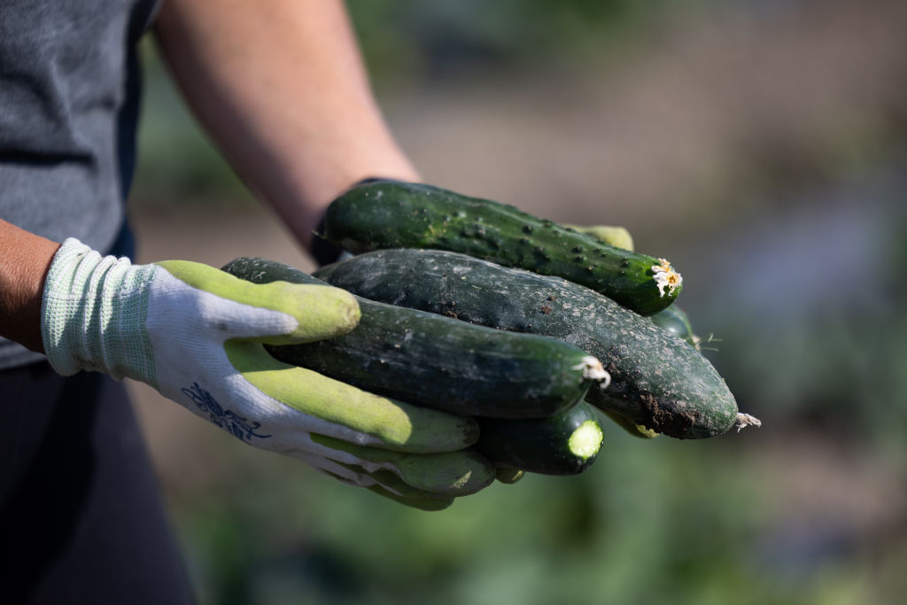 Operations At An Okanagan Valley Fruit Farm