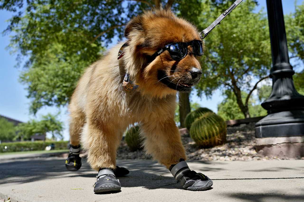 Pets Beat The Heat