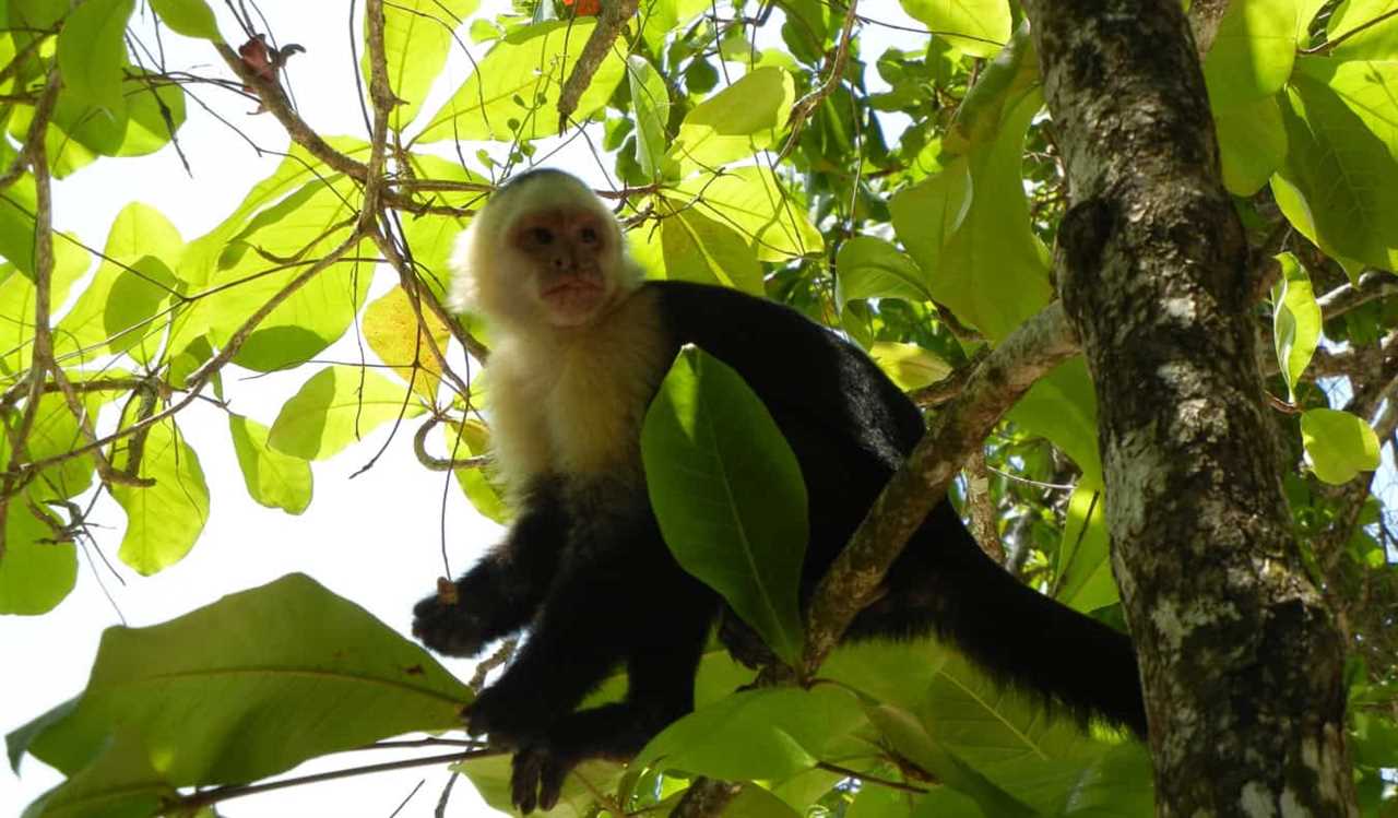 A monkey in the trees in Manuel Antonio, Costa Rica