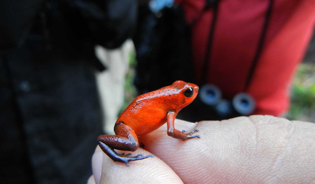 A red frog on someone's hands in the rainforest of Costa Rica