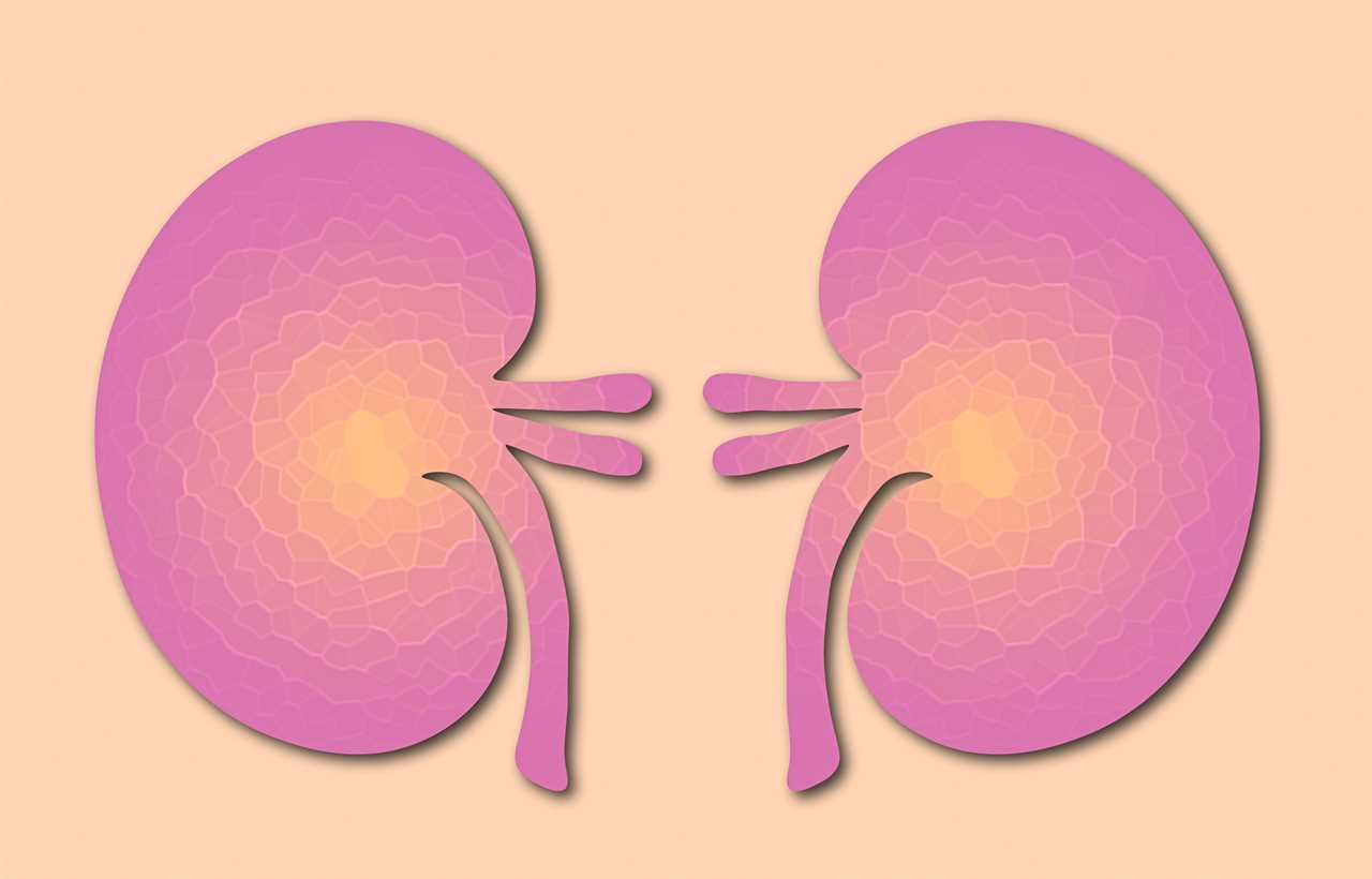 Human kidneys,medical concept, flat illustration