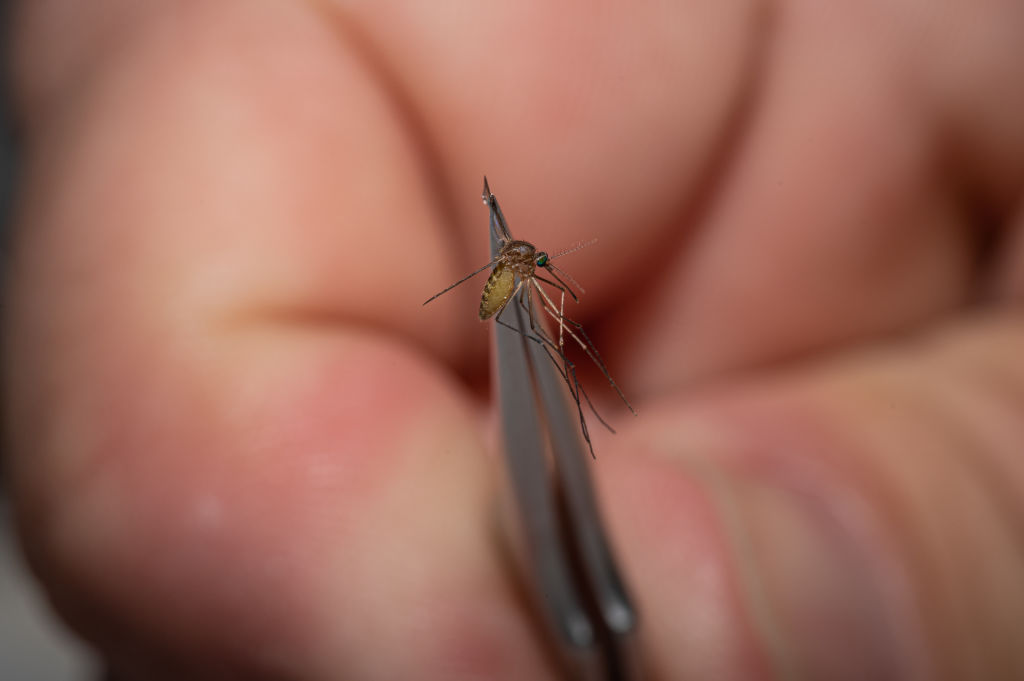 Mosquitos In Kentucky Are Tested After West Nile Virus Found In Area