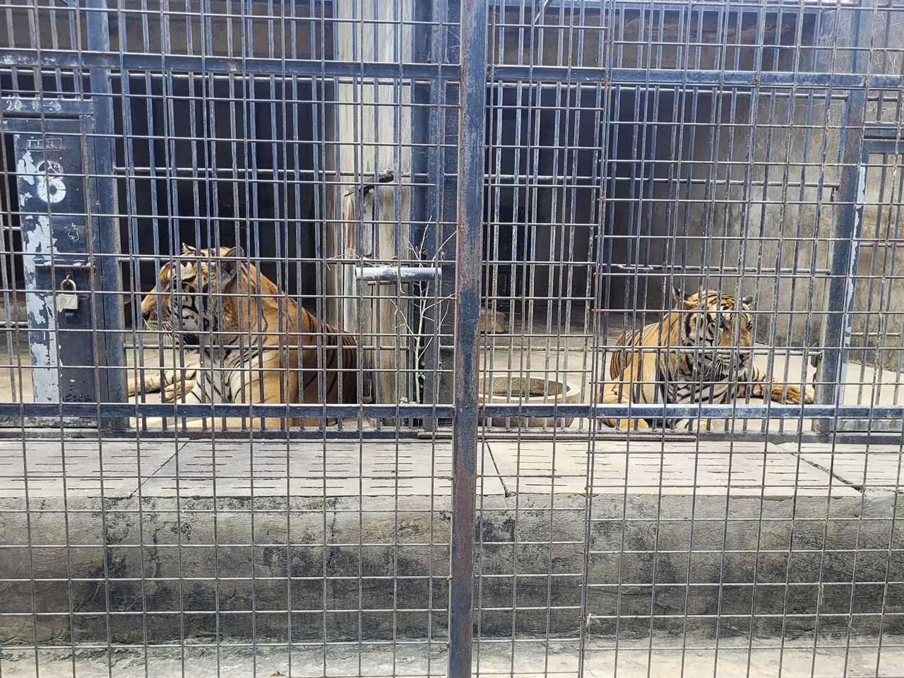 Vietnam Tiger Deaths