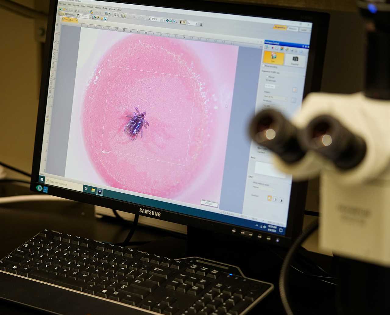 A tick is viewed atop a pencil eraser in the laboratory of researcher Erik Foster during a tour of the Center for Disease Control laboratory in Fort Collins, Colo., on April 4, 2024.