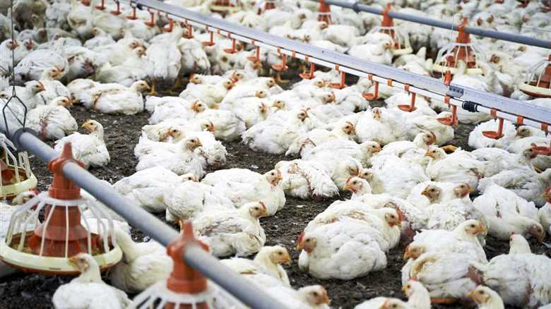 What are the symptoms of bird flu?