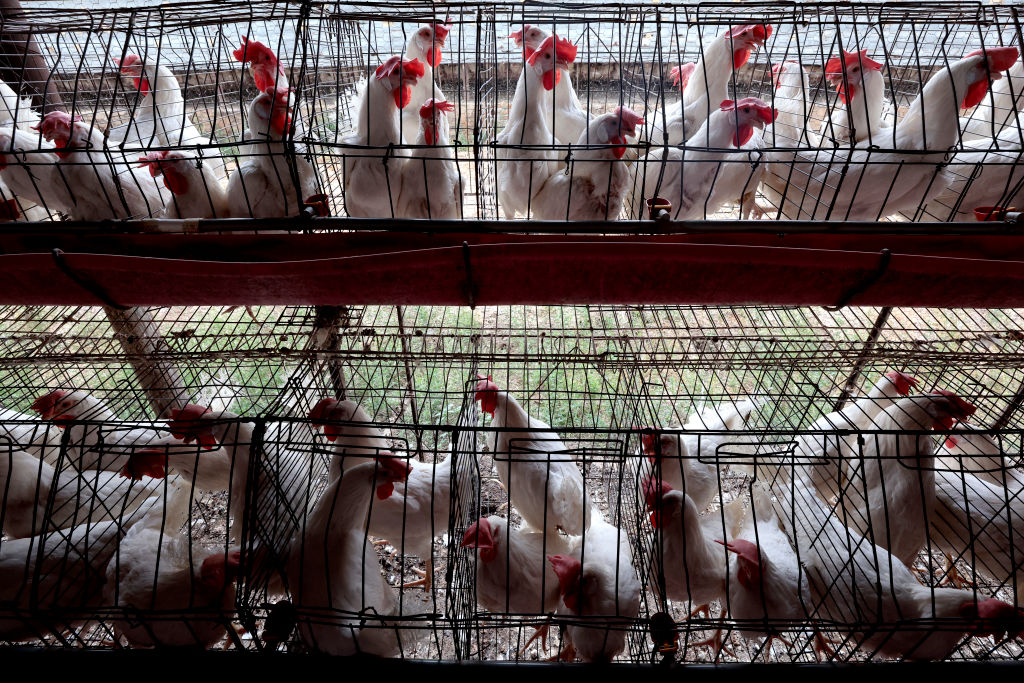 Chickens at a poultry farm in Mexico.