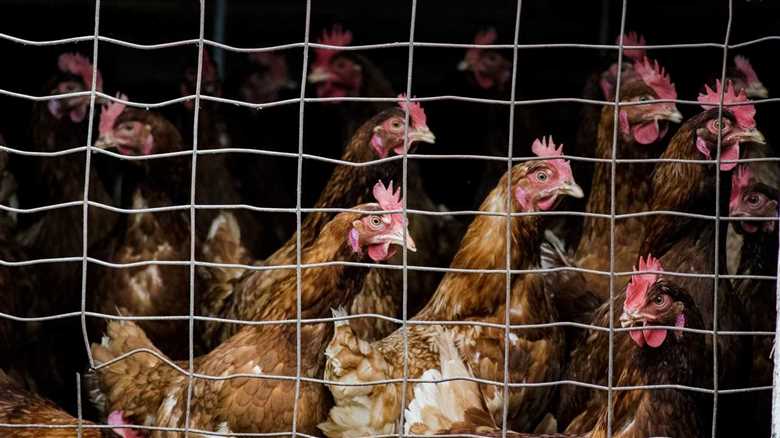 Bird Flu Denial Must End