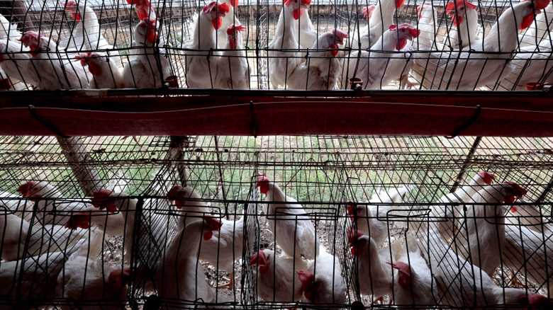 Bird Flu is just one mutation away from becoming more dangerous