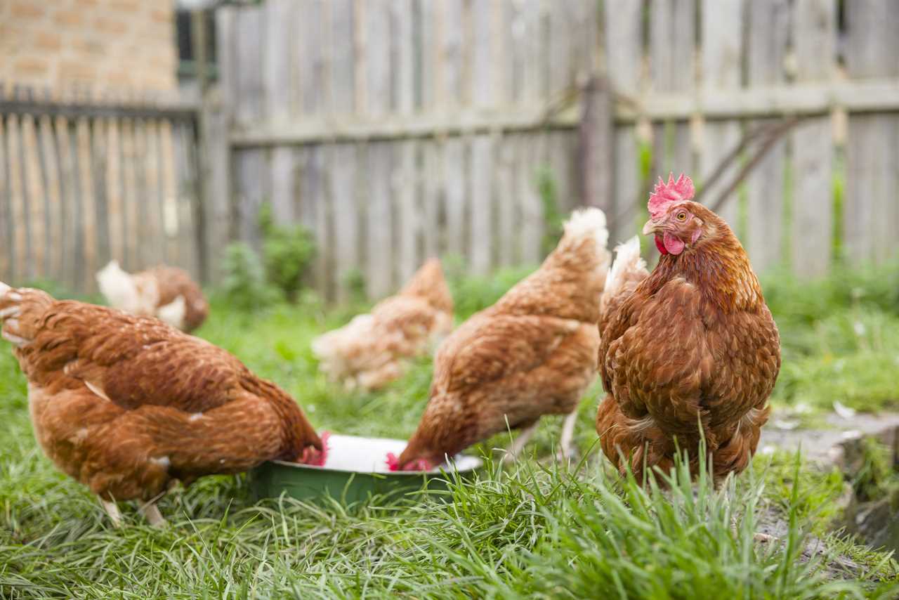 Free range chickens in a UK garden