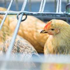 New York Shuts Down Live Bird Markets after Bird Flu Found