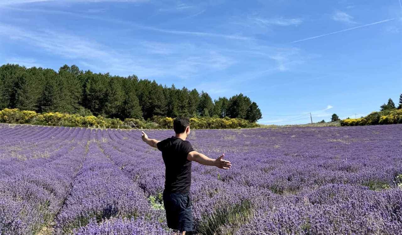 Nomadic Matt standing in a huge field of lavender flowers in France