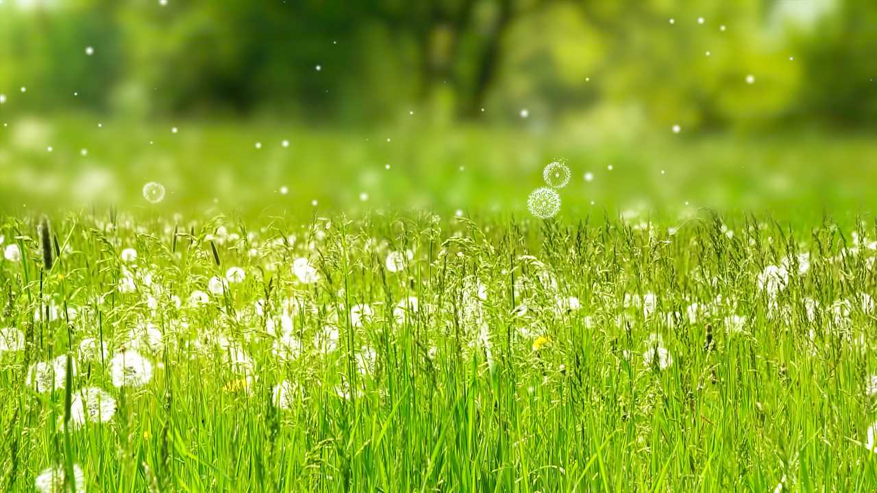 pollen allergy