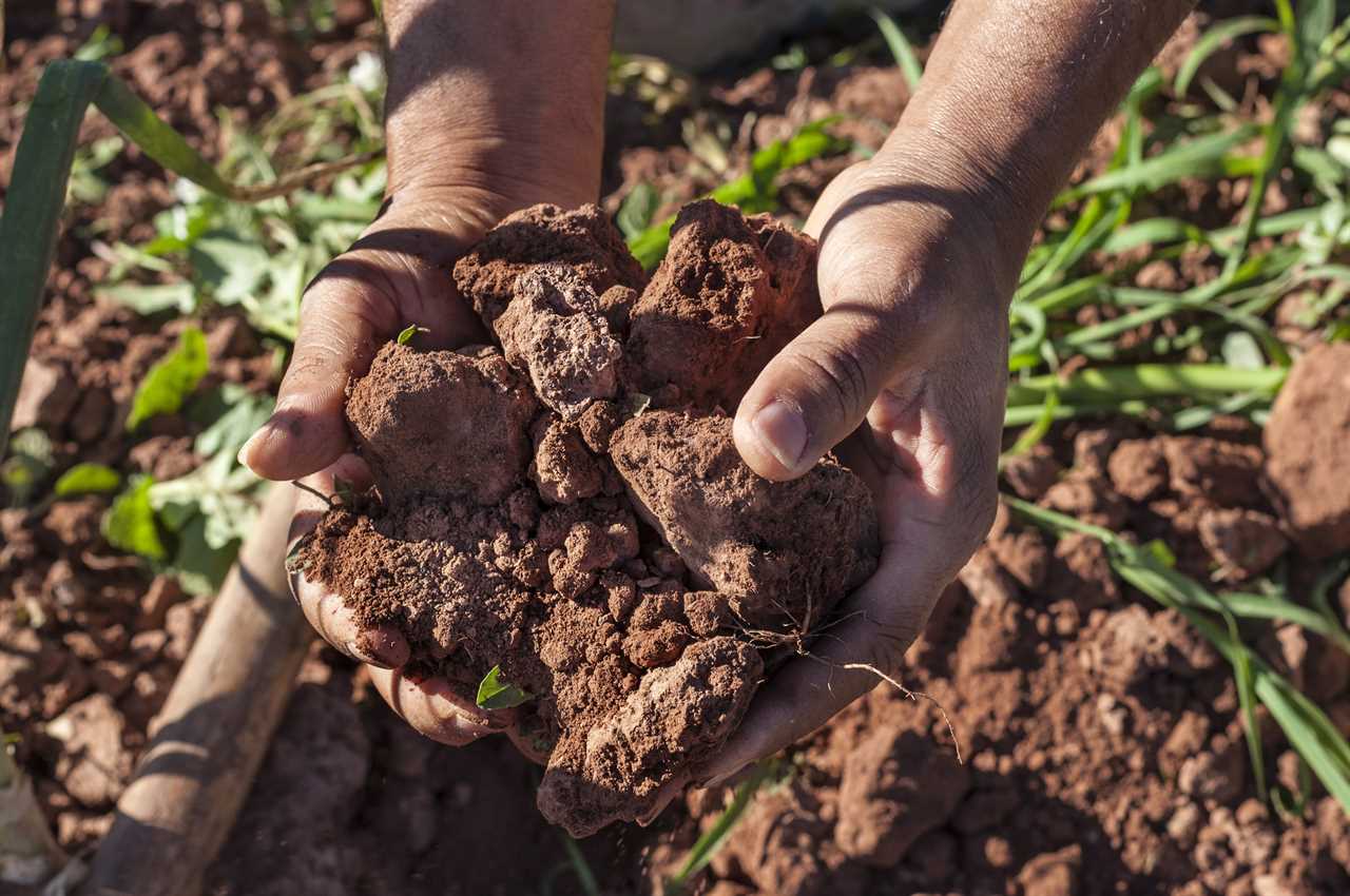 From high temperatures to soil nutrients, climate change is impacting our gut health.