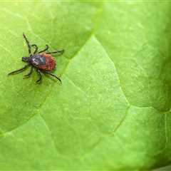 Tick removal