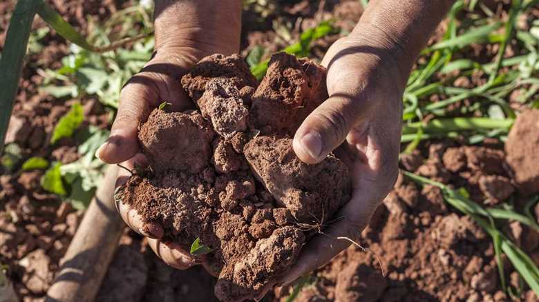 Climate Change and Gut Health