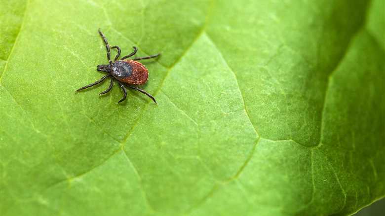 What is the Best and Worst way to remove a tick?