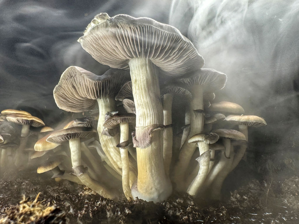 Psilocybin Mushrooms Increasingly Sought For Therapeutic Purposes
