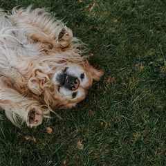 good-boy summer