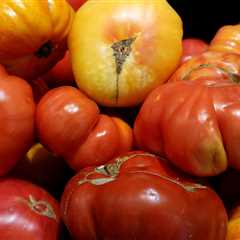 tomatoes