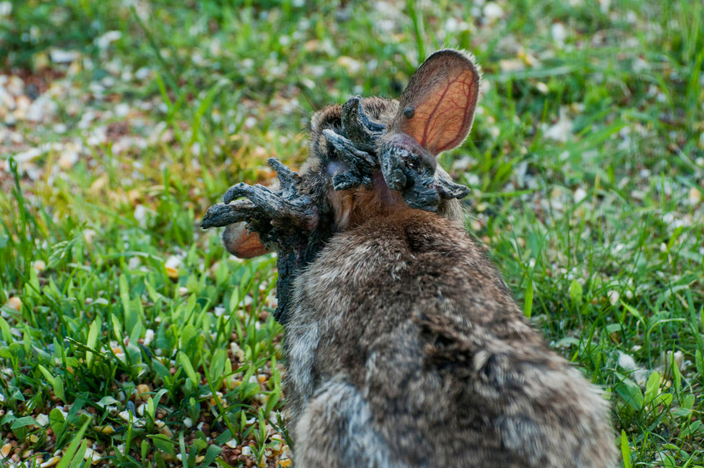 Eastern Cottontail rabbit, with the papilloma virus