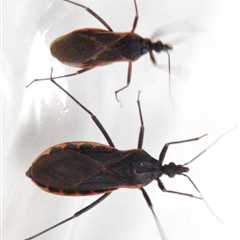The Deadly ‘Kissing Bug’ Disease Has Quietly Spread Across the U.S. What Is It?