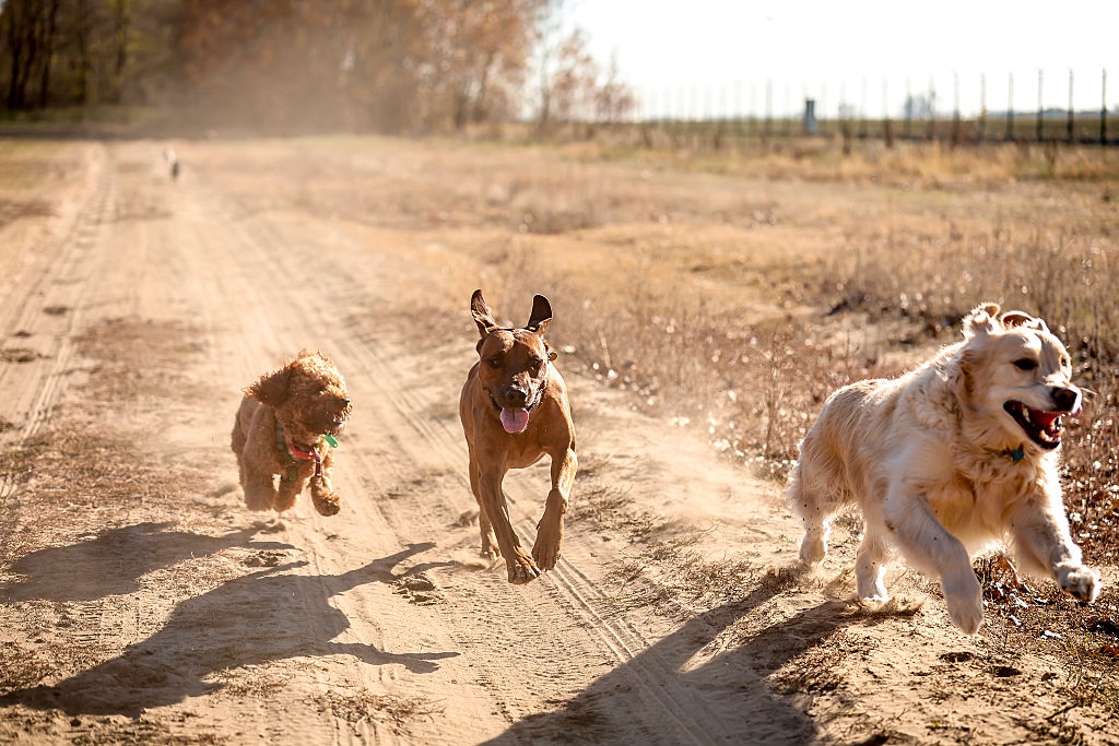 Dogs running